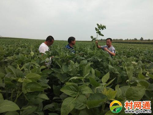 甘南特产大豆包装盒设计指南：如何打造设计引擎友好的视觉标识