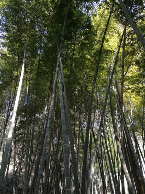 通天竹特产包装盒设计指南：如何打造更符合设计习惯的视觉呈现