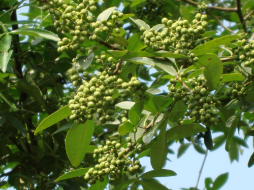 溪洛渡花椒特产：精美包装，独特设计，彰显品质与风味