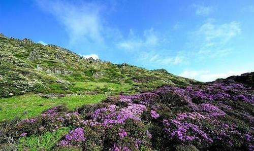 苍山杜鹃花特产包装盒设计攻略：打造设计友好的独特包装