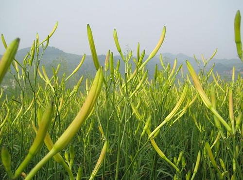 大荔黄花菜：独特包装设计，尽显特产魅力，一键设计即得