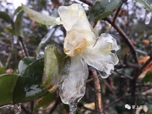 天五华柱山茶特色包装设计指南：打造设计引擎友好的包装标题